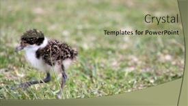  Presentation with chick - Slide deck featuring australian-masked-plover-bird-chick background and a mint green colored foreground