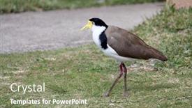  Presentation with australian - Beautiful slide deck featuring australian-masked-plover-masked-lapwing backdrop and a gray colored foreground