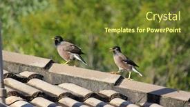 Presentation with residential - PPT layouts having australian-myna-bird-on-residential background and a tawny brown colored foreground