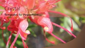  Presentation with australian - Slide set having australian-native-flower-pink-grevillea background and a coral colored foreground