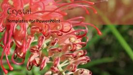  Presentation with australian - PPT layouts enhanced with australian-native-flower-pink-grevillea background and a red colored foreground