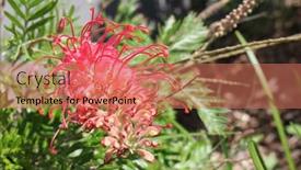  Presentation with australian - Presentation theme featuring australian-native-flower-pink-grevillea background and a coral colored foreground