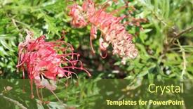  Presentation with australian - PPT theme consisting of australian-native-flower-pink-grevillea background and a tawny brown colored foreground