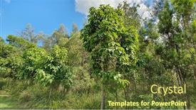  Presentation with flame - Theme with australian-native-illawarra-flame-tree background and a tawny brown colored foreground