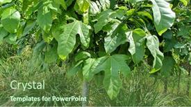  Presentation with flame - Cool new slides with australian-native-illawarra-flame-tree backdrop and a tawny brown colored foreground