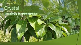  Presentation with flame - Theme enhanced with australian-native-illawarra-flame-tree background and a tawny brown colored foreground