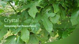  Presentation with flame - Amazing PPT layouts having australian-native-illawarra-flame-tree backdrop and a tawny brown colored foreground