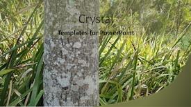  Presentation with flame - Slide deck consisting of australian-native-illawarra-flame-tree background and a coral colored foreground