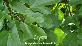  Presentation with flame - Colorful slide deck enhanced with australian-native-illawarra-flame-tree backdrop and a forest green colored foreground