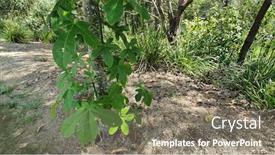  Presentation with flame - Audience pleasing PPT layouts consisting of australian-native-illawarra-flame-tree backdrop and a gray colored foreground