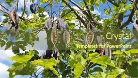  Presentation with australian - Slide deck featuring australian-native-illawarra-flame-tree background and a tawny brown colored foreground