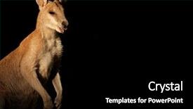  Presentation with black - Cool new slides with australian outback - agile wallaby macropus agilis backdrop and a black colored foreground