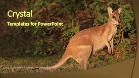  Presentation with national territory - Presentation theme consisting of australian outback - female agile wallaby macropus agilis background and a tawny brown colored foreground