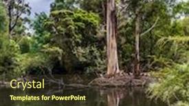  Presentation with fish pond - Beautiful PPT theme featuring australian-park-large-waterfowl-australian backdrop and a tawny brown colored foreground