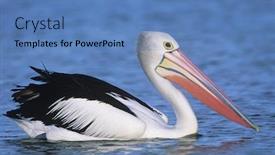  Presentation with australian - Theme featuring australian-pelican-on-water background and a teal colored foreground
