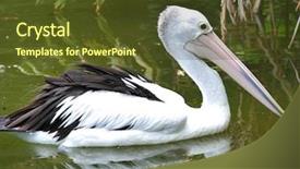  Presentation with australian - Theme featuring australian pelican showing his large pouch beak background and a tawny brown colored foreground