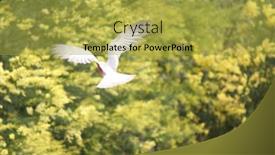  Presentation with australian - Audience pleasing PPT theme consisting of australian-pink-and-grey-galah backdrop and a yellow colored foreground