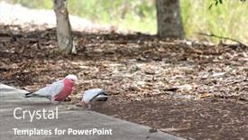  Presentation with pink colour food - Amazing PPT layouts having australian-pink-and-grey-galah backdrop and a gray colored foreground