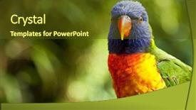  Presentation with australian - Slides featuring australian rainbow lorikeet shot background and a tawny brown colored foreground