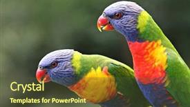  Presentation with rainbow beac h hawaii - Theme with australian rainbow lorikeet background and a tawny brown colored foreground