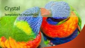  Presentation with australia - Cool new slide deck with australian rainbow lorikeets australia beautiful backdrop and a mint green colored foreground