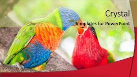  Presentation with abioriginal australia - Slide set having australian rainbow lorikeets australia beautiful background and a soft green colored foreground