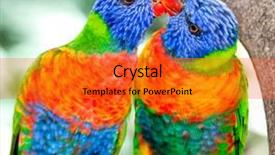  Presentation with beautiful-nature - Presentation theme featuring australian rainbow lorikeets australia beautiful background and a gold colored foreground
