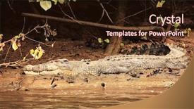  Presentation with crocodile - Beautiful theme featuring australian saltwater crocodile backdrop and a wine colored foreground