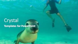  Presentation with lion - Audience pleasing theme consisting of australian-sea-lion-and-young backdrop and a teal colored foreground