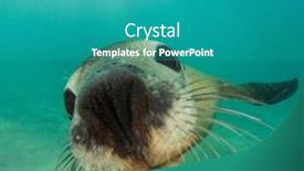  Presentation with lion - Beautiful presentation theme featuring australian-sea-lion-close-up backdrop and a teal colored foreground