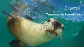  Presentation with lion - PPT theme with australian-sea-lion-close-up background and a ocean colored foreground