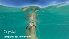  Presentation with lion - Presentation theme featuring australian-sea-lion-surfaces background and a ocean colored foreground