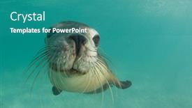  Presentation with underwater wild nature sea life - PPT theme consisting of australian-sea-lion-swimming-underwater background and a teal colored foreground