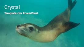  Presentation with lion - Colorful presentation design enhanced with australian-sea-lion-swimming-underwater backdrop and a teal colored foreground