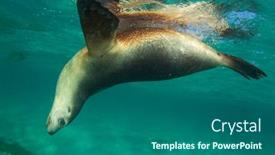  Presentation with lion - Presentation theme consisting of australian-sea-lion-underwater-photo background and a ocean colored foreground