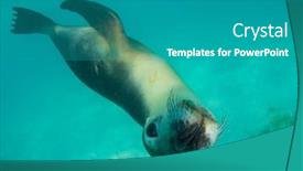 Presentation with lion - Amazing slide deck having australian-sea-lion-underwater-photo backdrop and a teal colored foreground