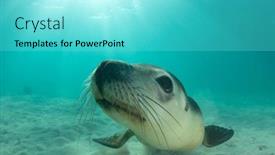  Presentation with lion - Slide deck enhanced with australian-sea-lion-underwater-photo background and a cyan colored foreground