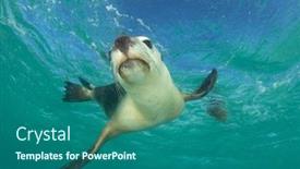  Presentation with lion - Amazing PPT theme having australian-sea-lion-underwater-photo backdrop and a ocean colored foreground