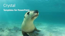  Presentation with lion - Amazing slide set having australian sea lion underwater portrait photo backdrop and a teal colored foreground