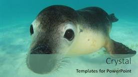  Presentation with lion - Presentation design consisting of australian sea lion underwater portrait photo background and a seafoam green colored foreground