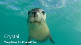  Presentation with lion - PPT theme having australian-sea-lion-underwater-portrait background and a ocean colored foreground