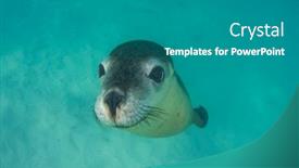  Presentation with australian - PPT theme consisting of australian-sea-lion-underwater-portrait background and a teal colored foreground
