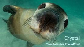  Presentation with lion - Theme enhanced with australian-sea-lion-underwater-portrait background and a ocean colored foreground