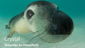  Presentation with lion - Beautiful presentation theme featuring australian-sea-lion-underwater-portrait backdrop and a seafoam green colored foreground