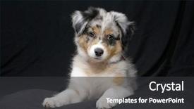  Presentation with aussie - PPT theme featuring australian sheperd aussie puppy dog background and a  colored foreground