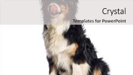  Presentation with year transfer - Slide set having australian shepherd 1 year old background and a light gray colored foreground