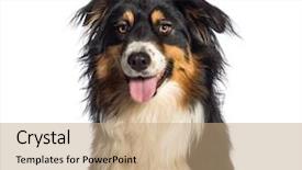  Presentation with 50 year anniversary - Slide set with australian shepherd 1 year old background and a coral colored foreground