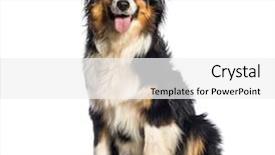  Presentation with 50 year anniversary - Colorful presentation design enhanced with australian shepherd 1 year old backdrop and a white colored foreground