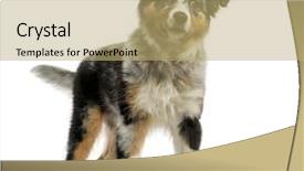  Presentation with australian - PPT theme enhanced with australian shepherd 3 5 months background and a coral colored foreground