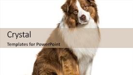  Presentation with australian - Presentation theme enhanced with australian shepherd 3 years old background and a coral colored foreground